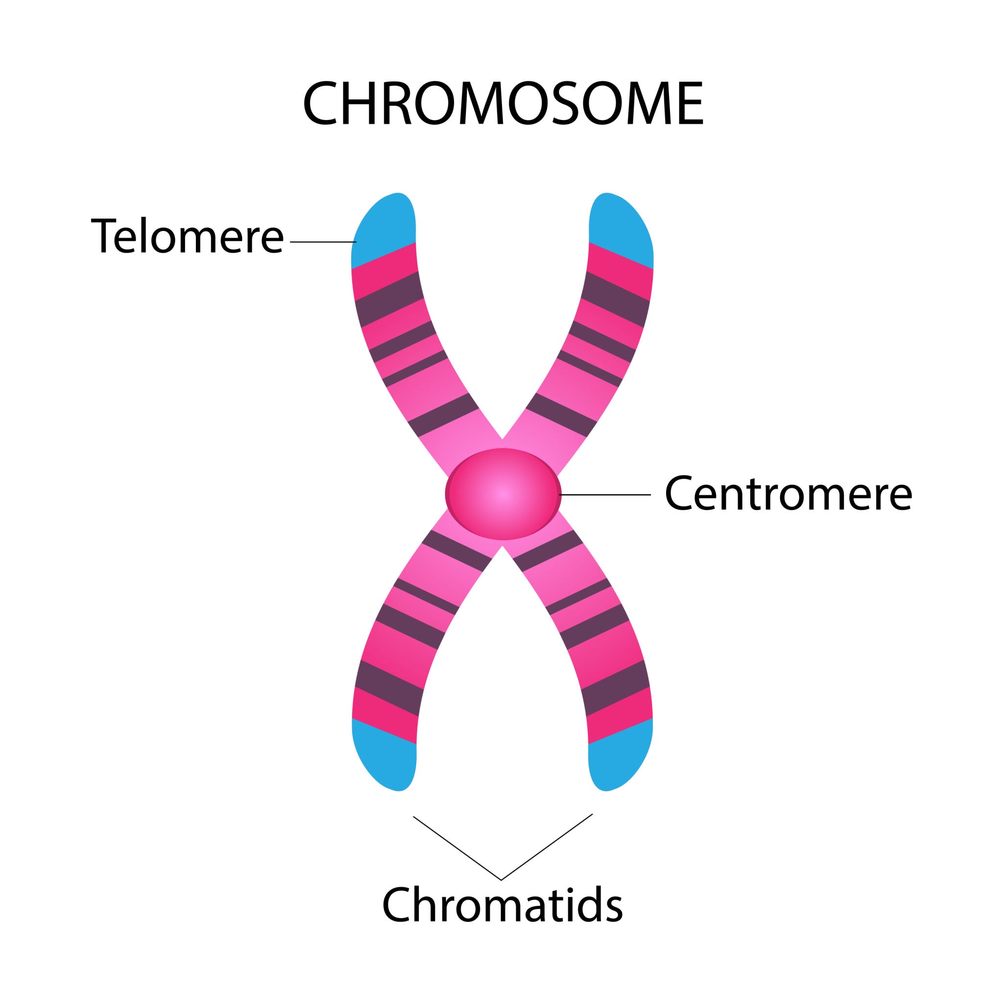 Protecting Your Telomeres