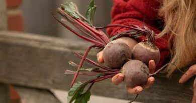 Top Benefits of Beetroot A Must-Have in Your Diet
