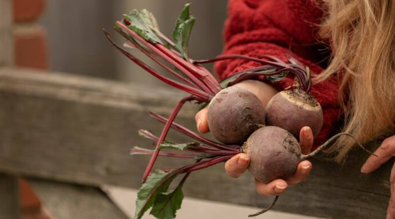 Top Benefits of Beetroot A Must-Have in Your Diet