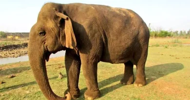 Asia’s Oldest Elephant, Vatsala