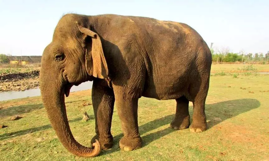 Asia’s Oldest Elephant, Vatsala